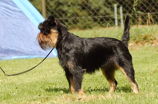 Griffon belge