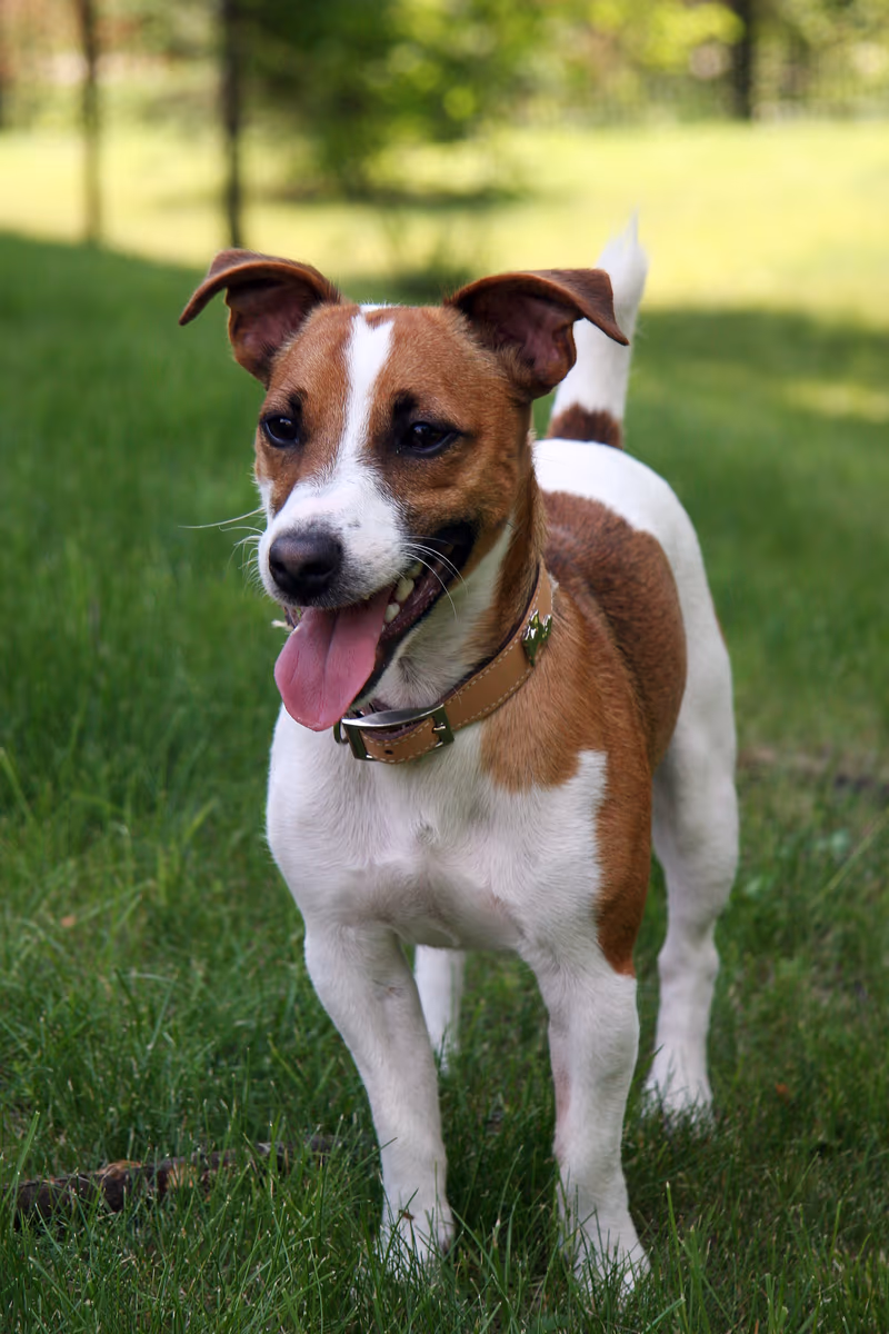 Jack Russell Terrier