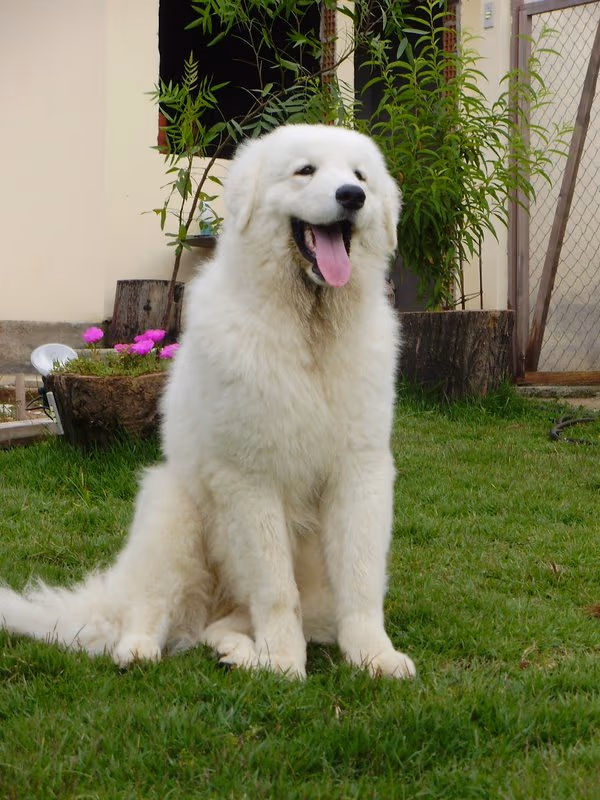 Kuvasz