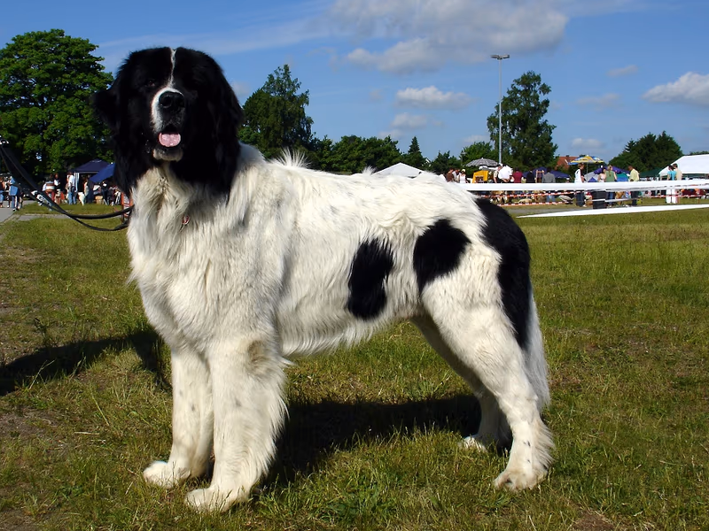 Landseer (chien)