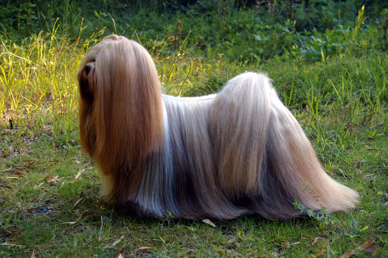 Lhassa Apso