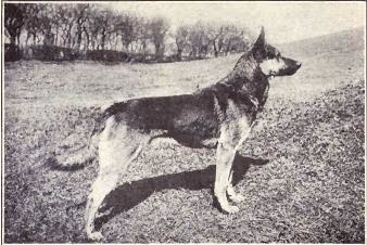 Lupoïde
