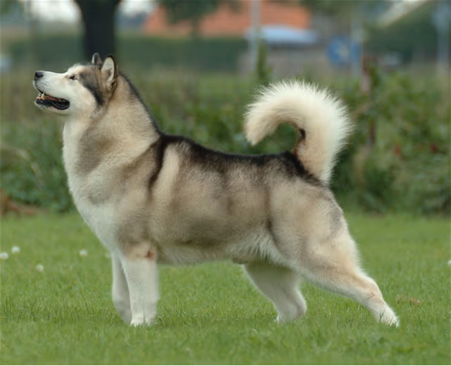 Malamute de l'Alaska