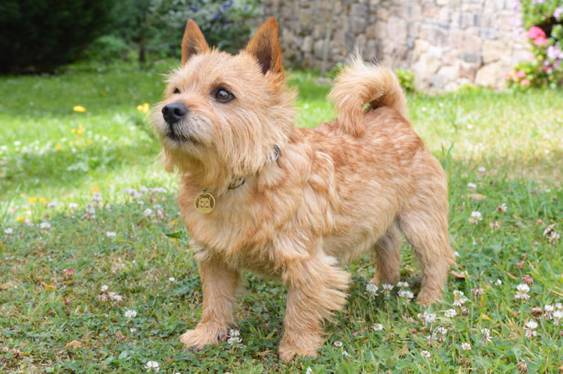 Norwich Terrier