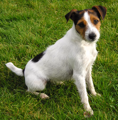 Parson Russell terrier