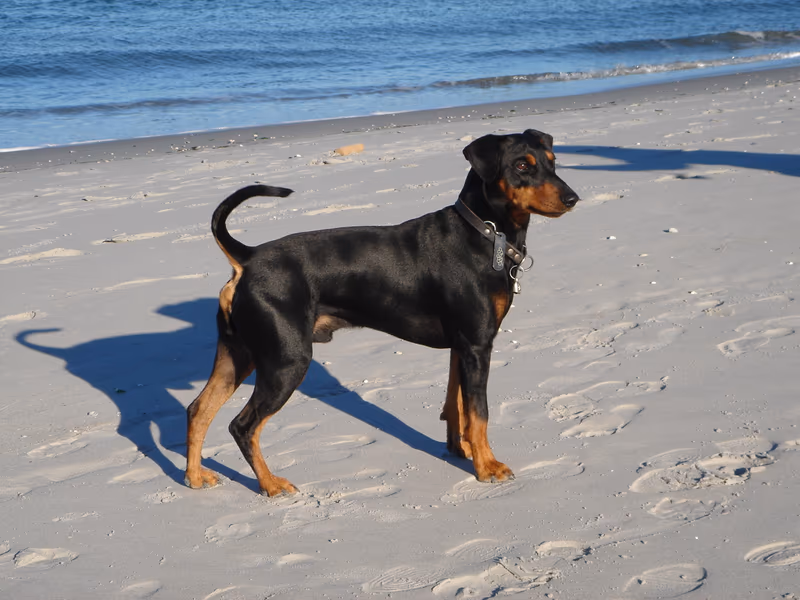 Pinscher allemand