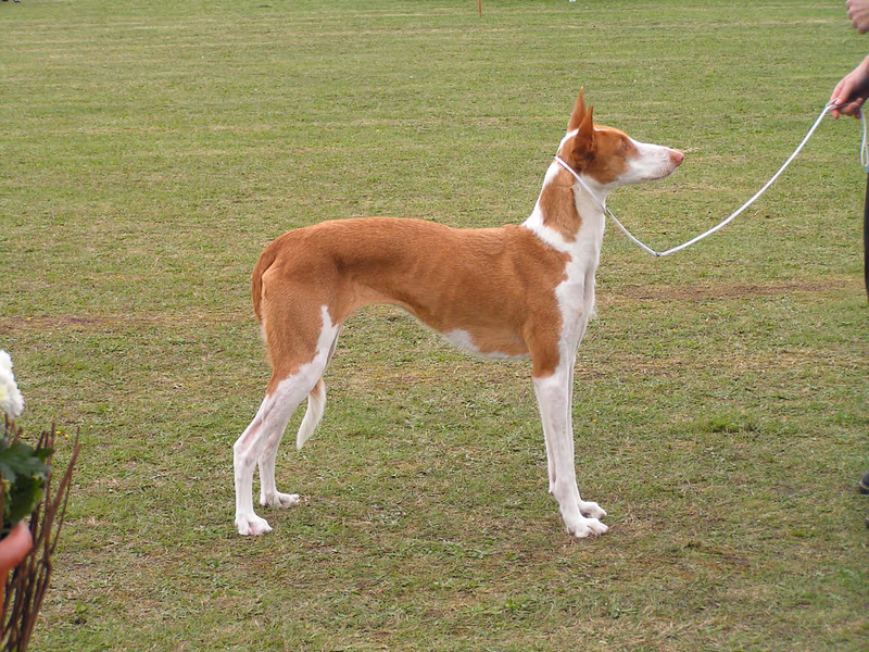 Podenco d'Ibiza