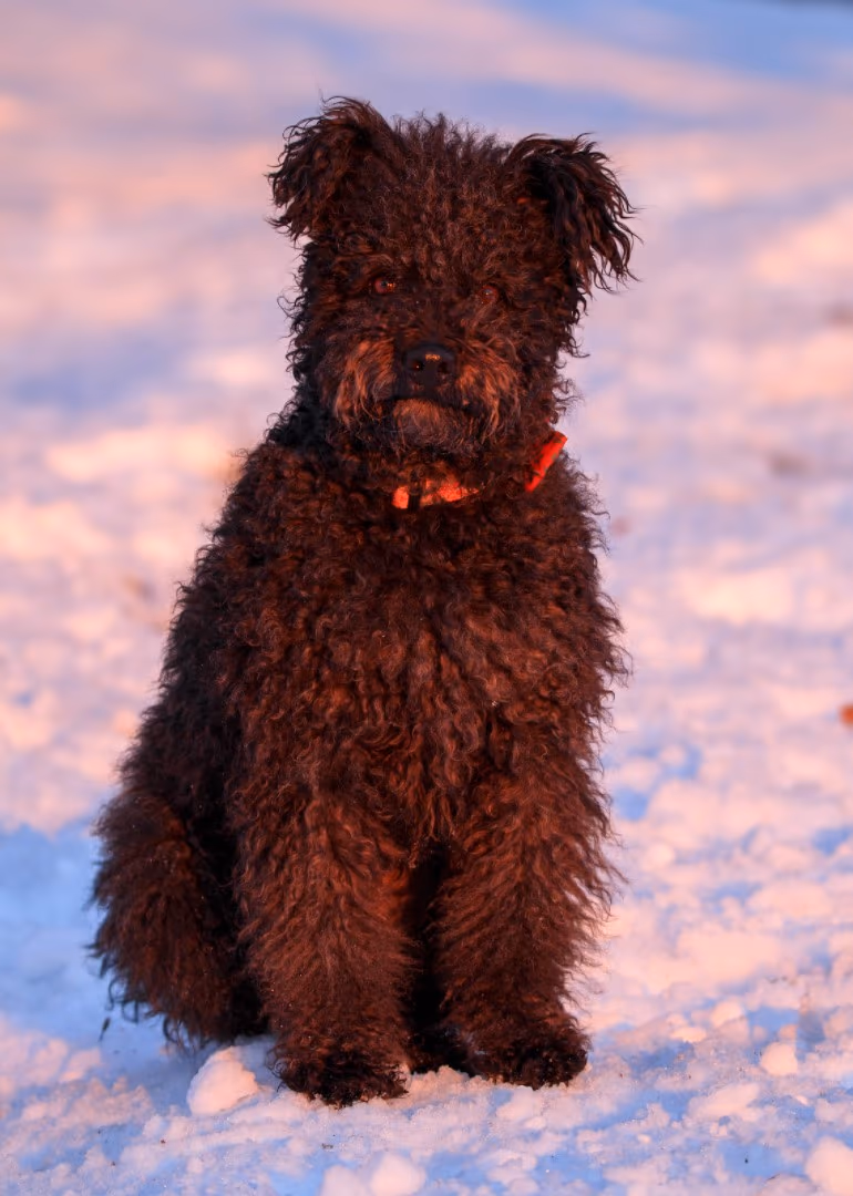 Pumi (chien)
