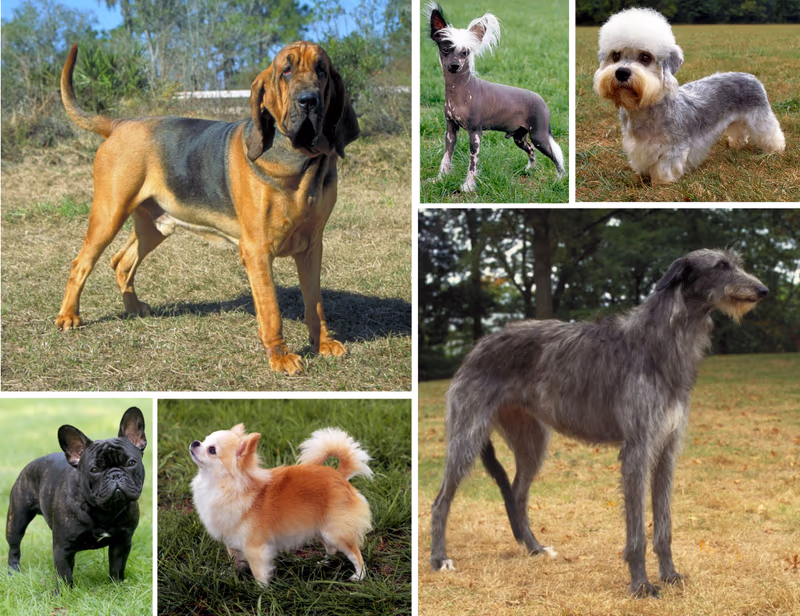 Race de chiens
