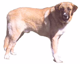 Rafeiro de l'Alentejo
