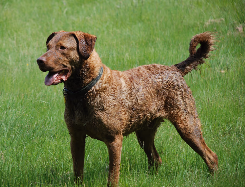 Retriever de la baie de Chesapeake