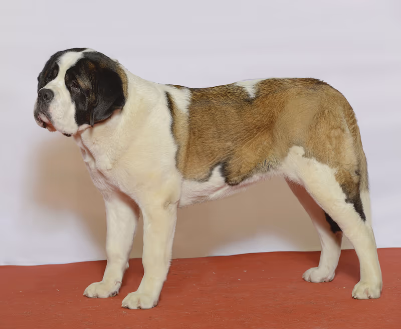 Saint-Bernard
