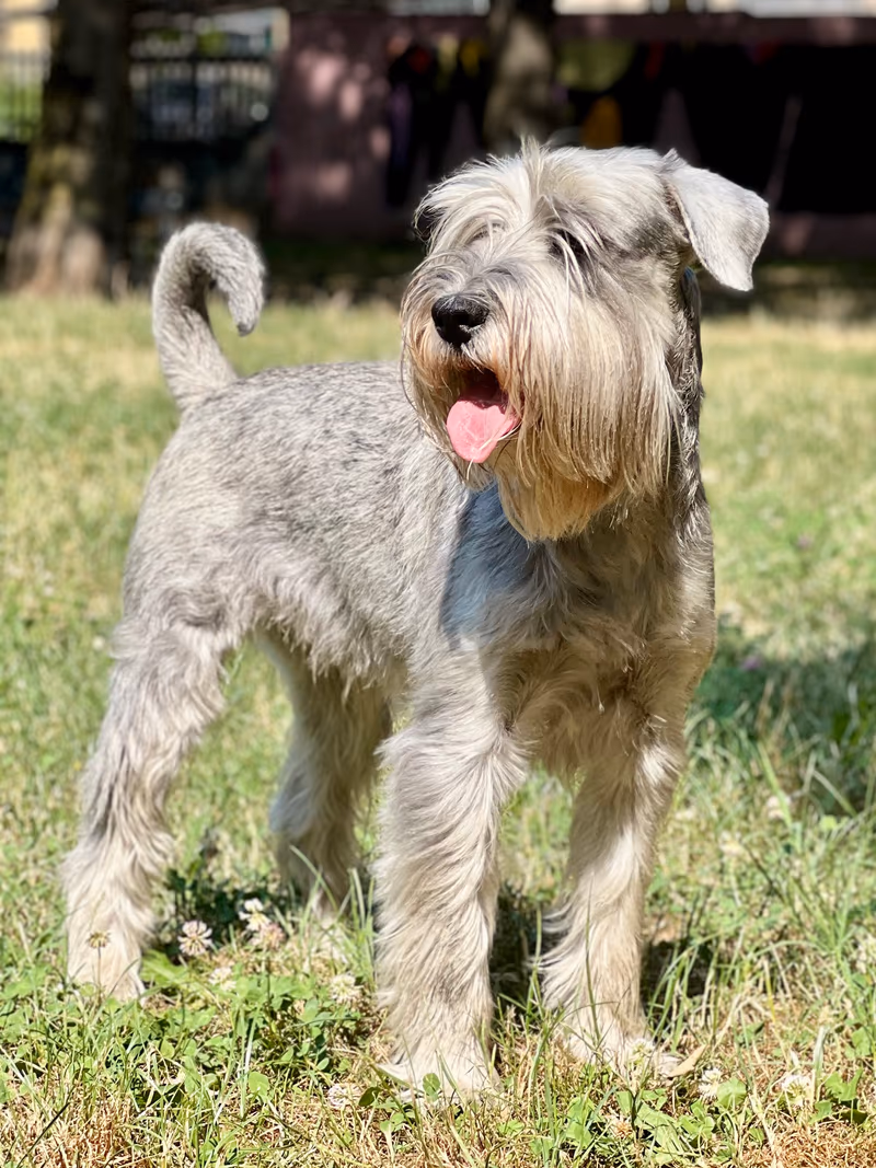 Schnauzer