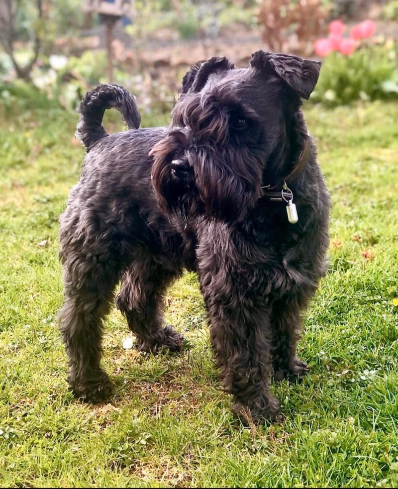 Schnauzer miniature