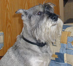 Schnauzer moyen