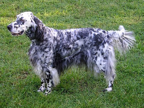 Setter Anglais