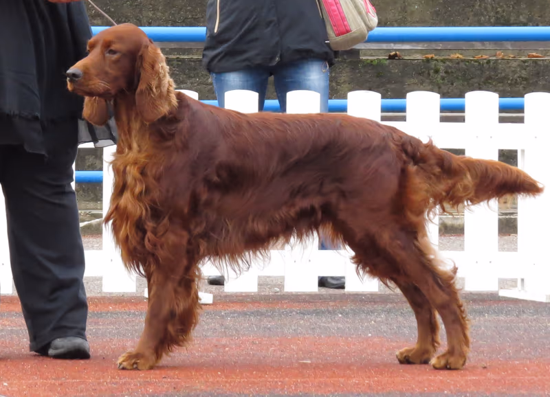Setter Irlandais