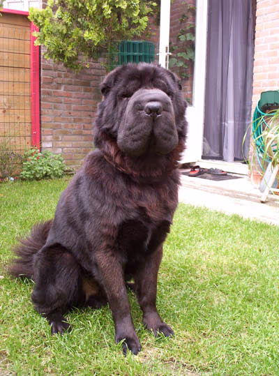 Shar-Pei