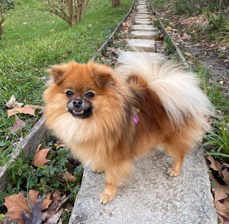 Spitz Loulou