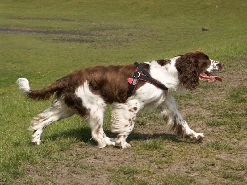 Springer anglais