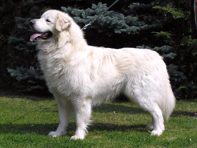 Tchouvatch slovaque