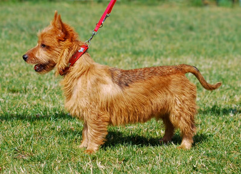 Terrier australien