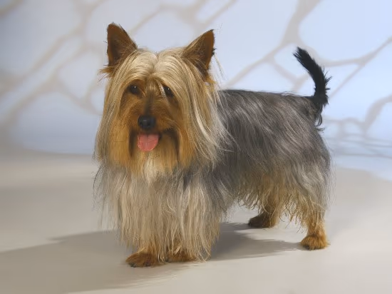 Terrier australien à poil soyeux