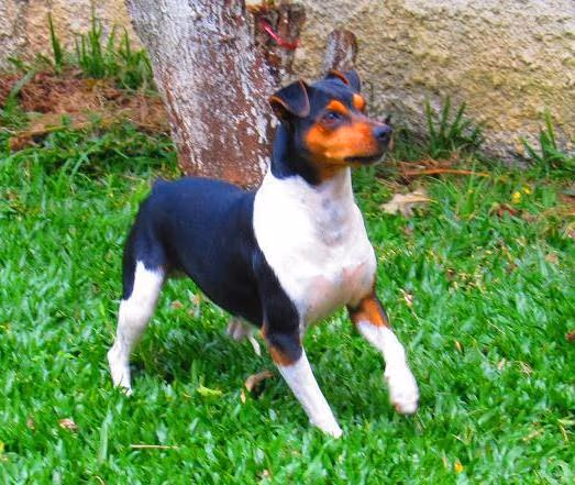 Terrier brésilien
