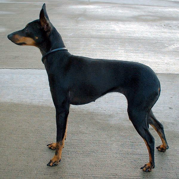 Terrier d'agrément anglais noir et feu
