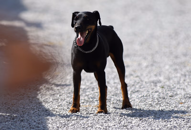 Terrier de chasse allemand