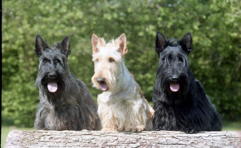 Terrier écossais