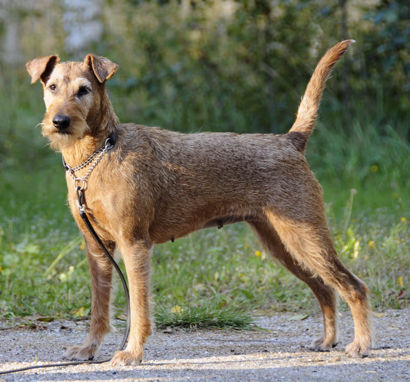 Terrier irlandais