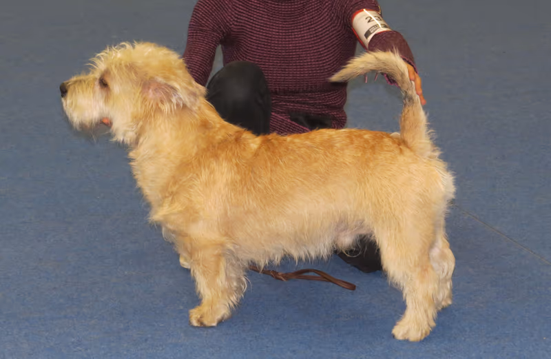 Terrier irlandais Glen of Imaal