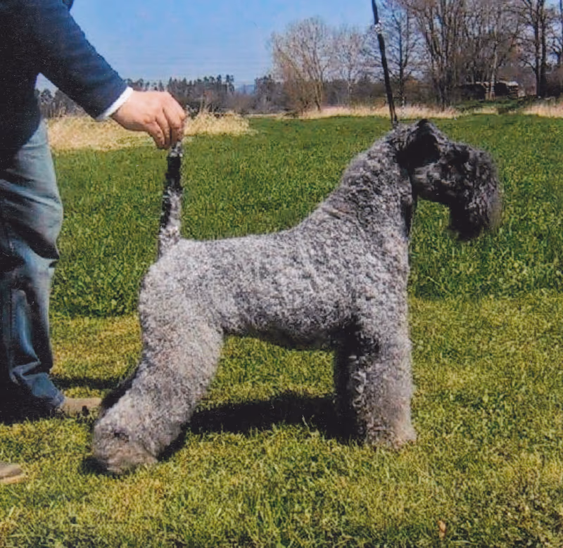 Terrier Kerry Blue