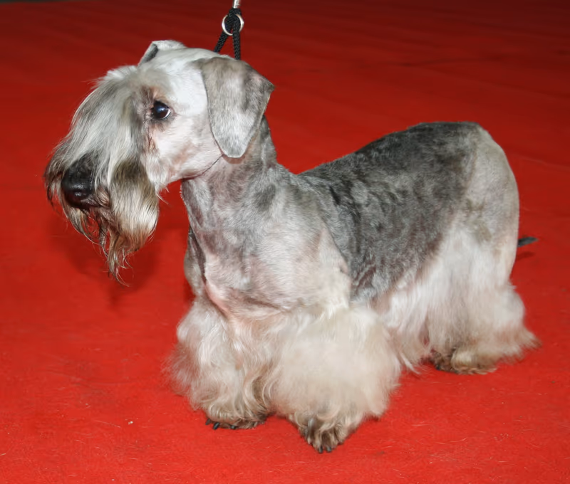 Terrier tchèque