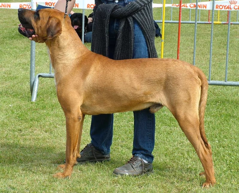 Tosa (chien)