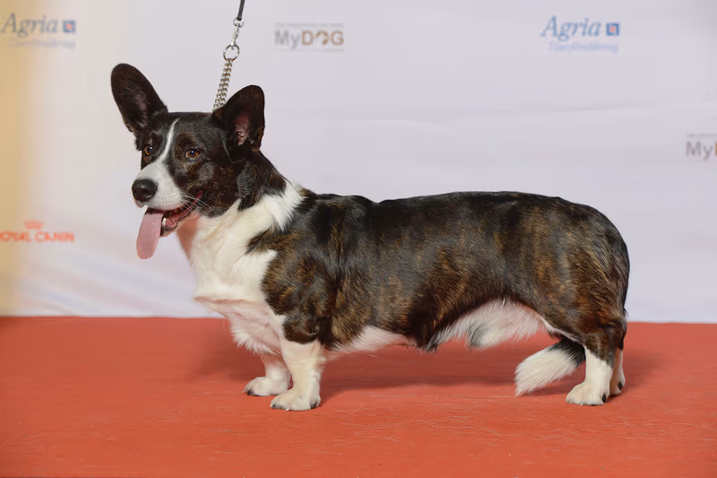 Welsh Corgi