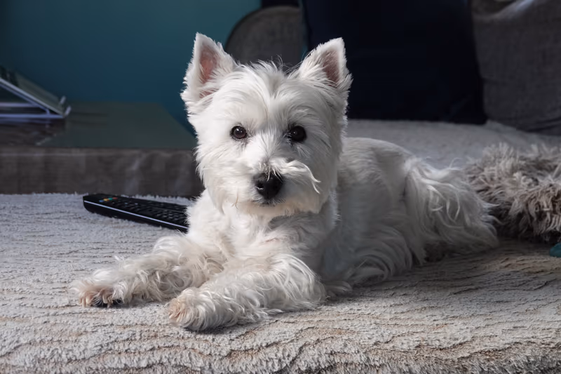 West Highland white terrier
