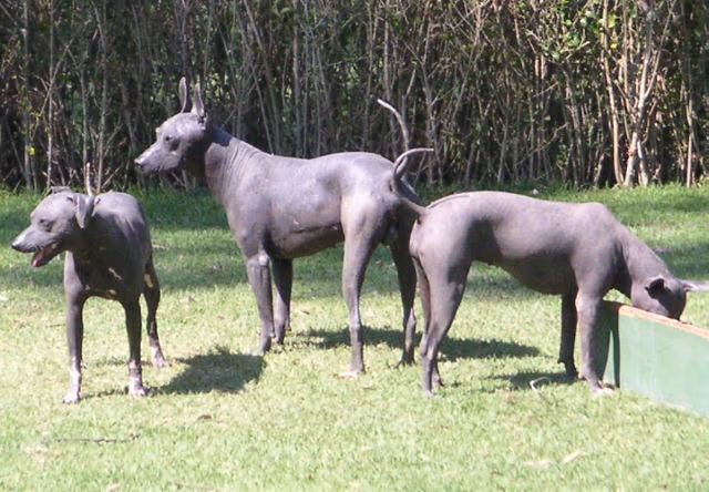 Xoloitzcuintle