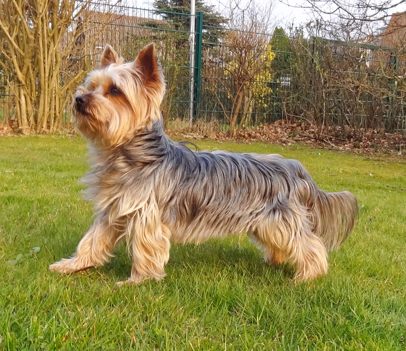 Yorkshire Terrier