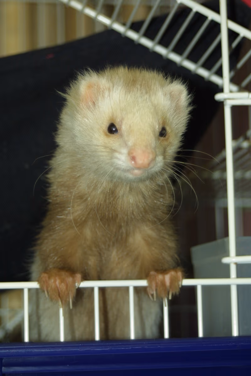 Furet Angora