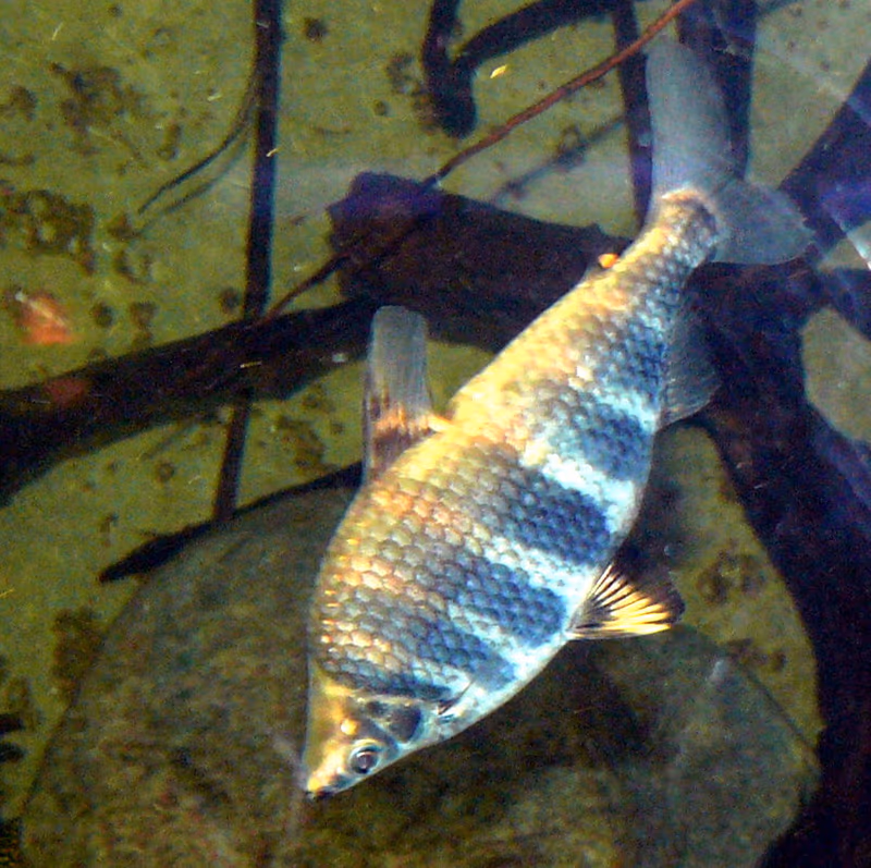 Abramites hypselonotus