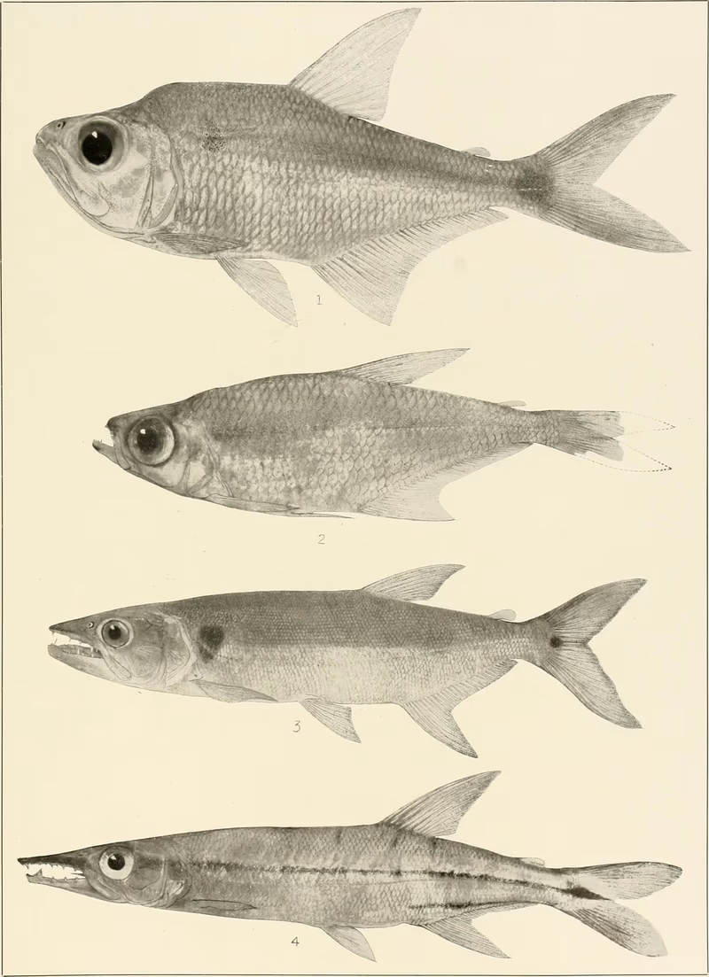 Acanthocharax microlepis