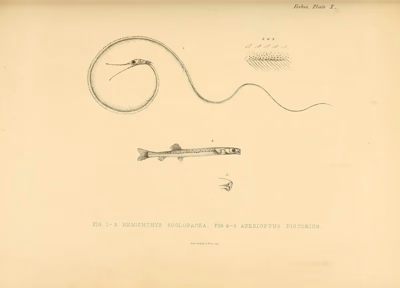 Acanthopsoides