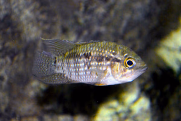 Acaronia nassa