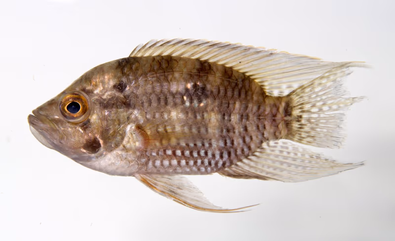 Acaronia vultuosa