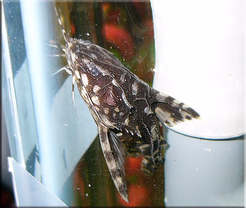 Agamyxis albomaculatus