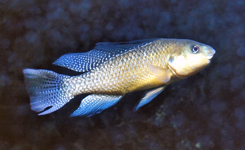 Alcolapia