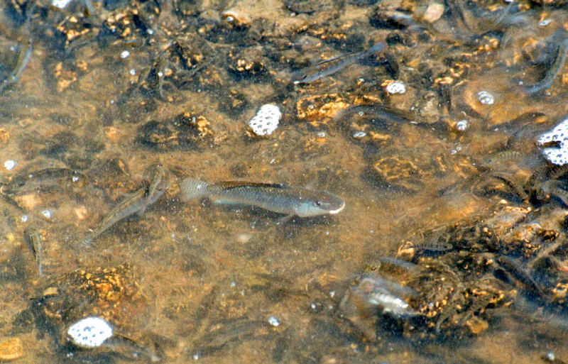 Alcolapia grahami