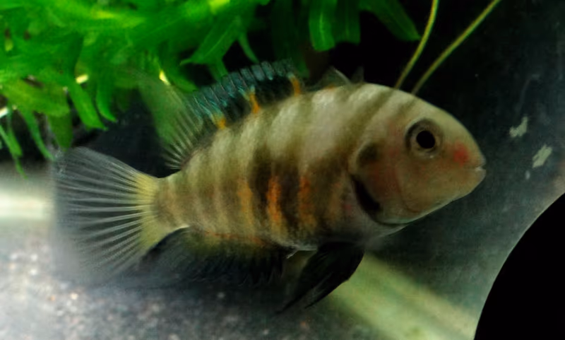 Amatitlania septemfasciata